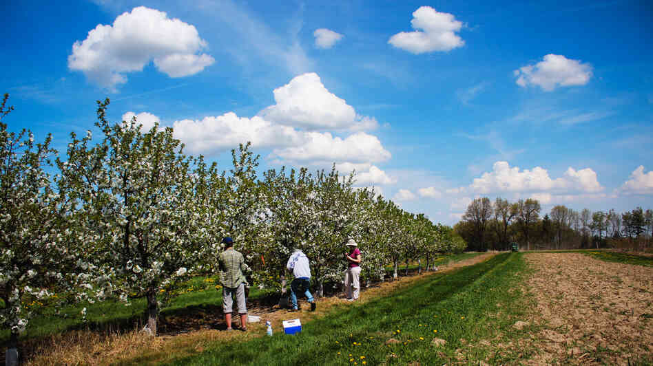 At Michigan State University's Clarksville Research Station, researchers apply pollen by hand to tart cherry blossoms, in order to breed new varieties. At Michigan State University's Clarksville Research Station, researchers apply pollen by hand to tart cherry blossoms, in order to breed new varieties.