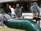 Three pigeons quench their thirst at a water fountain in Brisbane, Australia, in Aug. 2009.