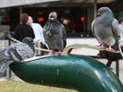 Three pigeons quench their thirst at a water fountain in Brisbane, Australia, in Aug. 2009. Three pigeons quench their thirst at a water fountain in Brisbane, Australia, in Aug. 2009.