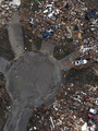 An aerial photo shows destroyed houses in Moore, Okla., after Monday's tornado. Rena and Paul Phillips, who lost their home in the storm, also lost a house to a tornado in 1999.
