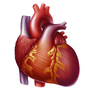 Heart with congestive heart failure showing an enlarged left ventricle. Heart with congestive heart failure showing an enlarged left ventricle.