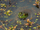 Populations of frogs and other amphibians are declining at an average rate of 3.7 percent each year, according to a new U.S. Geological Survey study. Populations of frogs and other amphibians are declining at an average rate of 3.7 percent each year, according to a new U.S. Geological Survey study.
