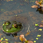 Populations of frogs and other amphibians are declining at an average rate of 3.7 percent each year, according to a new U.S. Geological Survey study. Populations of frogs and other amphibians are declining at an average rate of 3.7 percent each year, according to a new U.S. Geological Survey study.