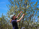 Amy Iezzoni of Michigan State University brought Balaton cherries to America. Amy Iezzoni of Michigan State University brought Balaton cherries to America.