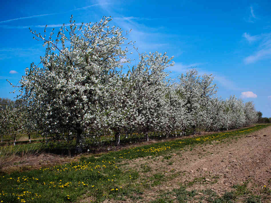 These Balaton tart cherry trees at Michigan State University's