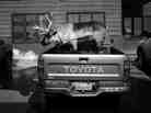 "Velvet Eyes" — a pet reindeer belonging to Carl Emmons — stands in the back of a pickup truck outside a market and gas station in Nome, Alaska.