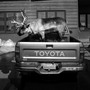 "Velvet Eyes" — a pet reindeer belonging to Carl Emmons — stands in the back of a pickup truck outside a market and gas station in Nome, Alaska.