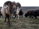 Sheep used to replace gas-guzzling lawn mowers graze at a truck warehouse at Evry, south of Paris. Sheep used to replace gas-guzzling lawn mowers graze at a truck warehouse at Evry, south of Paris.