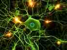 Genetic changes in signaling pathways in the brain may cause schizophrenia.
