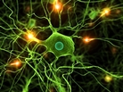 Genetic changes in signaling pathways in the brain may cause schizophrenia. Genetic changes in signaling pathways in the brain may cause schizophrenia.