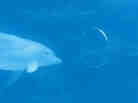 A dolphin plays with an air ring also know as a toroidal vortices.