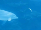 A dolphin plays with an air ring also know as a toroidal vortices. A dolphin plays with an air ring also know as a toroidal vortices.