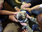 Xander, a pug mix, lost both his eyes in an accident. He now works as a therapy dog, and visits groups such as this class at a daycare center. Xander, a pug mix, lost both his eyes in an accident. He now works as a therapy dog, and visits groups such as this class at a daycare center.