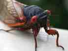 Cicada: It's what's for dinner? Cicada: It's what's for dinner?