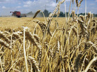 Genetically modified wheat has been discovered growing in a field in Oregon. GMO wheat is not approved for sale in the U.S. Above, a wheat field in Arkansas. Genetically modified wheat has been discovered growing in a field in Oregon. GMO wheat is not approved for sale in the U.S. Above, a wheat field in Arkansas.