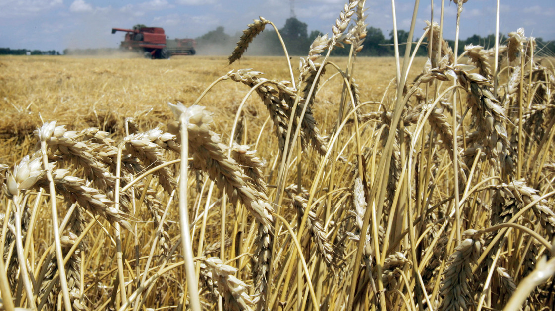 Genetically modified wheat has been discovered growing in a field in Oregon. GMO wheat is not approved for sale in the U.S. Above, a wheat field in Arkansas.