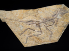A photo released by the Royal Belgian Institute of Natural Sciences shows the skeleton of a recently discovered dinosaur dubbed Aurornis xui. A photo released by the Royal Belgian Institute of Natural Sciences shows the skeleton of a recently discovered dinosaur dubbed Aurornis xui.