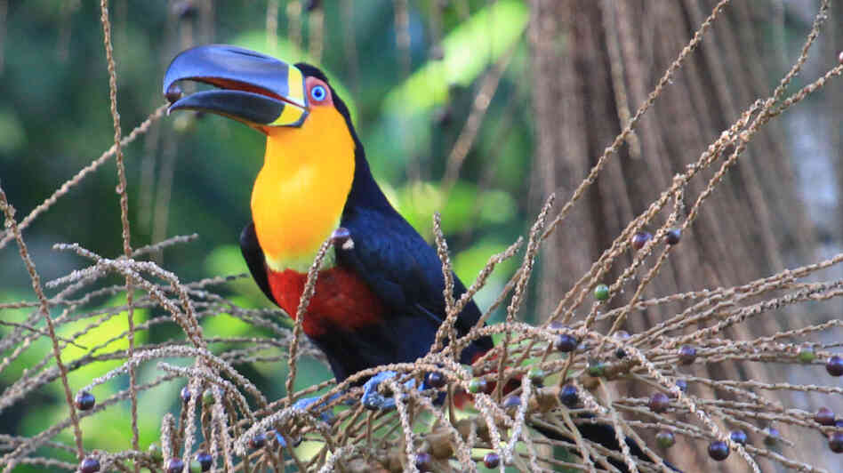 Channel-billed toucans are important seed dispersers in rain forests. Channel-billed toucans are important seed dispersers in rain forests.