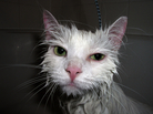 This is a cat who appears in a perfectly lovely piece of stock photography but who, as far as we know, lacks a movie deal. Get on it, Wet Cat! This is a cat who appears in a perfectly lovely piece of stock photography but who, as far as we know, lacks a movie deal. Get on it, Wet Cat!