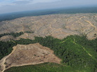 This photo shows a heavily logged concession affiliated with Asia Pulp and Paper, or APP, one of the world's largest papermakers, on the Indonesian island of Sumatra, in 2010. This photo shows a heavily logged concession affiliated with Asia Pulp and Paper, or APP, one of the world's largest papermakers, on the Indonesian island of Sumatra, in 2010.