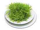 Some 3.5 million years ago, our ancestors put grass on the menu. Some 3.5 million years ago, our ancestors put grass on the menu.