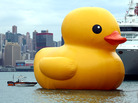 The original inflatable duck by Dutch artist Florentijn Hofman floats in Hong Kong's Victoria Harbour. The original inflatable duck by Dutch artist Florentijn Hofman floats in Hong Kong's Victoria Harbour.