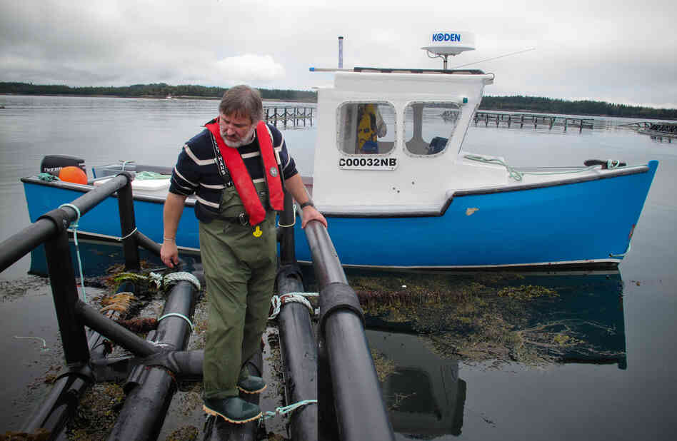 Thierry Chopin from the University of New Brunswick examines a raft that holds strings of seaweed. The seaweed grows around pens of farmed salmon and soaks up some of the nutrients that would otherwise pollute the Bay of Fundy. Thierry Chopin from the University of New Brunswick examines a raft that holds strings of seaweed. The seaweed grows around pens of farmed salmon and soaks up some of the nutrients that would otherwise pollute the Bay of Fundy.
