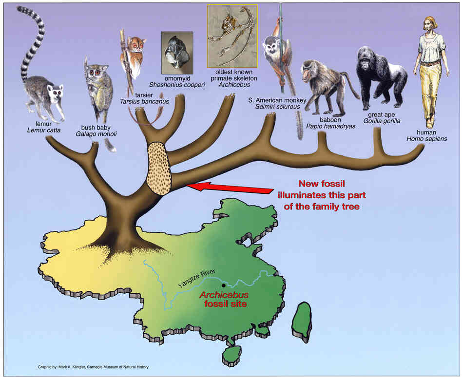 Scientists think the lineage of the Archicebus achilles was very close to the diverging branch leading to humans. Scientists think the lineage of the Archicebus achilles was very close to the diverging branch leading to humans.