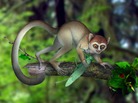 Artistic reconstruction of Archicebus achilles in its natural habitat of trees. Artistic reconstruction of Archicebus achilles in its natural habitat of trees.