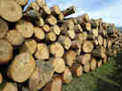 Scientists have figured out out how to turn cellulose from wood, bushes and grasses into edible starch. Scientists have figured out out how to turn cellulose from wood, bushes and grasses into edible starch.