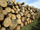 Scientists have figured out out how to turn cellulose from wood, bushes and grasses into edible starch. Scientists have figured out out how to turn cellulose from wood, bushes and grasses into edible starch.
