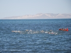 Swimmers begin a 1-mile race in the Great Salt Lake in June 2012. The mountains of Stansbury Island rise in the background. Swimmers begin a 1-mile race in the Great Salt Lake in June 2012. The mountains of Stansbury Island rise in the background.