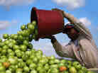 A worker dumps a bucket of tomatoes into a trailer in Florida City, Fla. Much of the lost and wasted weight in fruits and vegetables is water, according to a report by the World Resources Institute. A worker dumps a bucket of tomatoes into a trailer in Florida City, Fla. Much of the lost and wasted weight in fruits and vegetables is water, according to a report by the World Resources Institute.