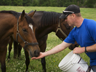 Tom Strauss tries to round up some of the rescued horses to show potential adopters, at the MidAtlantic Horse Rescue Organization near Chesapeake City, Md. The rescue takes care of up to 14 horses at a time. Tom Strauss tries to round up some of the rescued horses to show potential adopters, at the MidAtlantic Horse Rescue Organization near Chesapeake City, Md. The rescue takes care of up to 14 horses at a time.