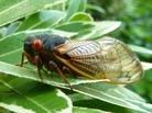 A member of Brood II alights on a New Jersey shrub. A member of Brood II alights on a New Jersey shrub.