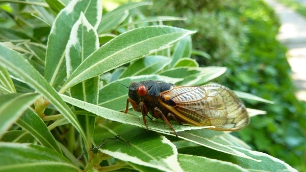 A member of Brood II alights on a New Jersey shrub. (NPR)
