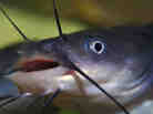 These funny mustachioed fish are at the center of a farm bill fight in the House and Senate. These funny mustachioed fish are at the center of a farm bill fight in the House and Senate.