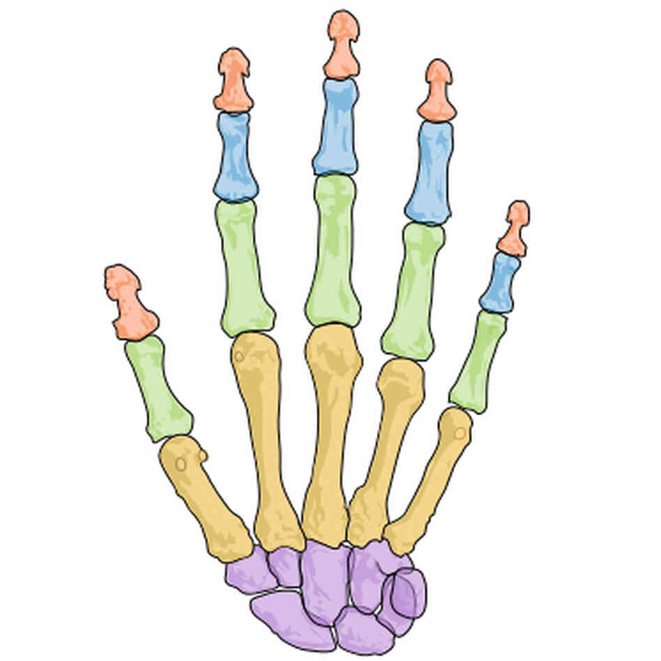 The bones of the human hand are colored by their various types. The small bones at the fingertips, red, are the only ones that can regenerate. The bones of the human hand are colored by their various types. The small bones at the fingertips, red, are the only ones that can regenerate.