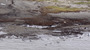 BP is scaling back its cleanup efforts from the Deepwater Horizon oilspill in areas outside Louisiana. Here, a photo from last September shows alluvial clay and tar mats on the shore of Elmer's Island, in Jefferson Parish, La.