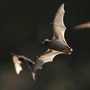 Millions of bats live in Bracken Cave, in a rural area near San Antonio. Conservationists are worried that plans for a multithousand-unit housing development will disrupt the bat colony.