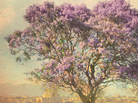 Children of the Jacaranda Tree cover Children of the Jacaranda Tree cover