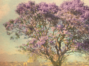 Children of the Jacaranda Tree cover