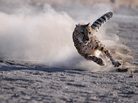 Moyo, a 3-year-old male cheetah from South Africa, chases a lure during the Cheetah Dash event at the Animal Ark in Reno, Nev. Moyo, a 3-year-old male cheetah from South Africa, chases a lure during the Cheetah Dash event at the Animal Ark in Reno, Nev.