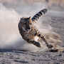 Moyo, a 3-year-old male cheetah from South Africa, chases a lure during the Cheetah Dash event at the Animal Ark in Reno, Nev. Moyo, a 3-year-old male cheetah from South Africa, chases a lure during the Cheetah Dash event at the Animal Ark in Reno, Nev.