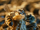In More Than Honey, Attica Boa's striking close-up photography helps visualize a story whose urgency needs no amplification: With global honeybee populations threatened, the world's food supply could be seriously endangered. In More Than Honey, Attica Boa's striking close-up photography helps visualize a story whose urgency needs no amplification: With global honeybee populations threatened, the world's food supply could be seriously endangered.
