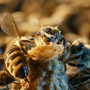 In More Than Honey, Attica Boa's striking close-up photography helps visualize a story whose urgency needs no amplification: With global honeybee populations threatened, the world's food supply could be seriously endangered.