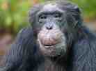 Chimpanzee Toni celebrated his 50th birthday at the Hellabrunn Zoo in Munich on Nov. 22, 2011.
