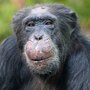 Chimpanzee Toni celebrated his 50th birthday at the Hellabrunn Zoo in Munich on Nov. 22, 2011. Chimpanzee Toni celebrated his 50th birthday at the Hellabrunn Zoo in Munich on Nov. 22, 2011.