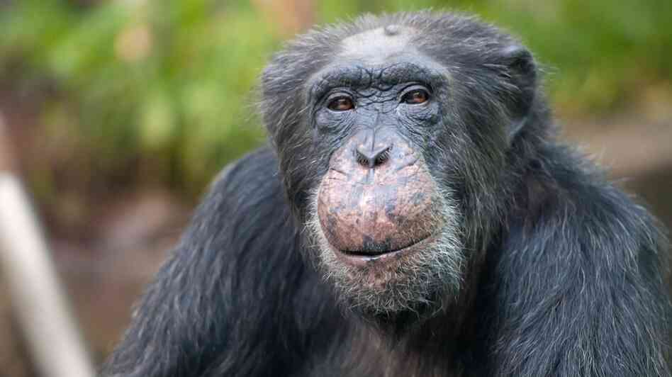 Chimpanzee Toni celebrated his 50th birthday at the Hellabrunn Zoo in Munich on Nov. 22, 2011. Chimpanzee Toni celebrated his 50th birthday at the Hellabrunn Zoo in Munich on Nov. 22, 2011.