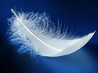White feather on blue background White feather on blue background